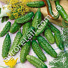 Огірок Паризький корнішон 0.5 г Gl Seeds, фото 3