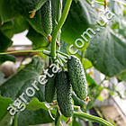 Огірок Самородок F1 0.5 г Gl Seeds, фото 3