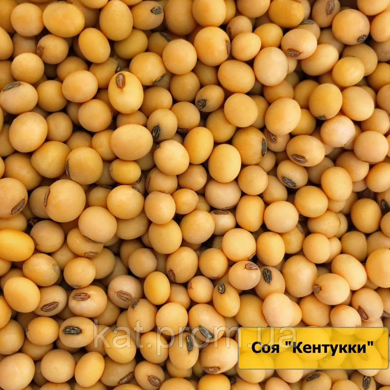 Соя Кентуккі 1-Р