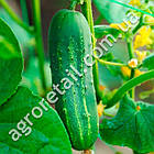 Огірок Степовий 5 г Gl Seeds, фото 2