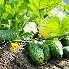 Огірок Щедрий F1 0.5 г, фото 2