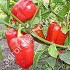 Перець Атлант 0.25 г Gl Seeds, фото 2