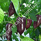 Перець Лайлак Бел 0.25 г Gl Seeds, фото 3