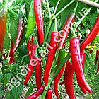 Перець Вестландія 0.2 г Gl Seeds, фото 4