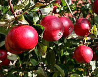 Саженец яблони "Красное раннее" летний сорт