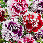 Петунія Дабл каскад F1 мікс 5 шт Gl Seeds, фото 3