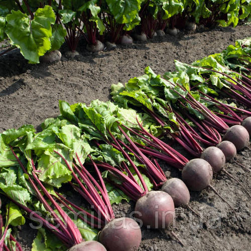 Насіння буряка Пабло F1, 750 шт., столового круглого, ТМ "ЛедаАгро", фото 1