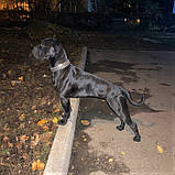 Шкіряний нашийник "Lockdog" зі стразами, фото 3