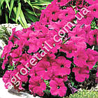 Петунія Бургунді F1 0.1 г Gl Seeds, фото 3