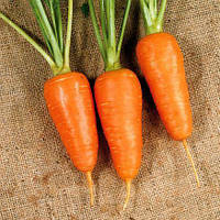 Насіння моркви Болтекс, 10 гр., ТМ "ЛедаАгро"