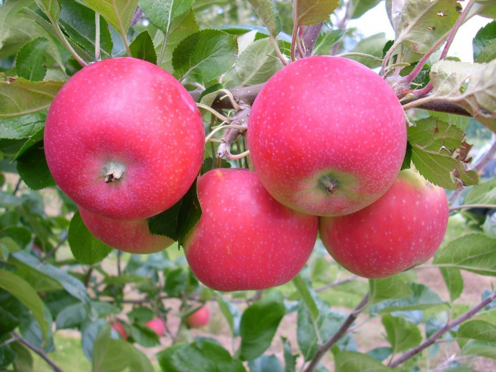 Саженец яблони сорта Аллегро на карликовом подвое М9 - фото 3 - id-p1289655470