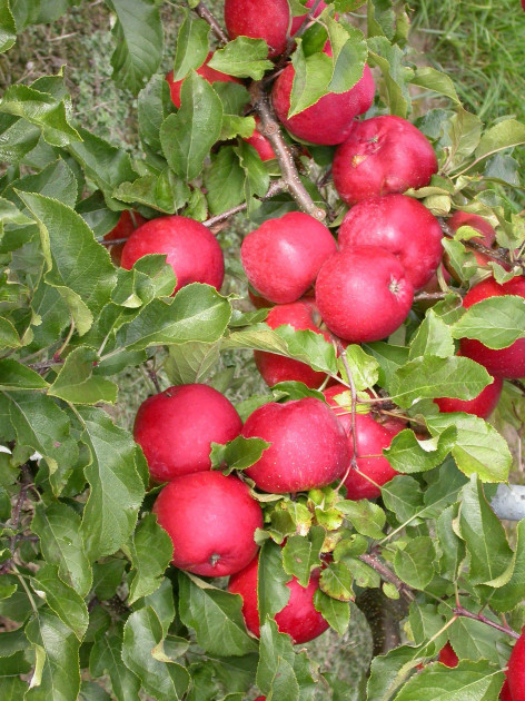 Саженец яблони сорта Розела на карликовом подвое М9 - фото 1 - id-p1289669230