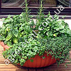 Пряні Кухонні трави 5 г Gl Seeds, фото 4