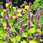 М'ята Золотий Ювілей 0.15 г Gl Seeds, фото 5