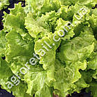 Салат Австралійський 1 г Gl Seeds, фото 3