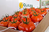 Насіння томату Маско F1 (250 нас.) Clause, фото 3