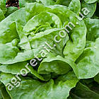 Салат Єва качанний 1 г  Gl Seeds, фото 3