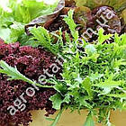 Салат Італійський смак 5 г Gl Seeds, фото 3