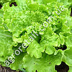 Салат Кришталевий 1 г Gl Seeds, фото 3