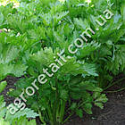 Селера Ніжна 1 г Gl Seeds, фото 3