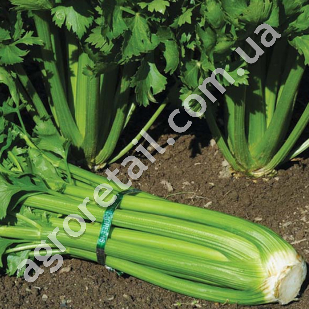 Сельдерей Триумф 1 г Gl Seeds - фото 2 - id-p540182771