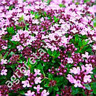 Чебрець Богородская трава 0.15 г, фото 2