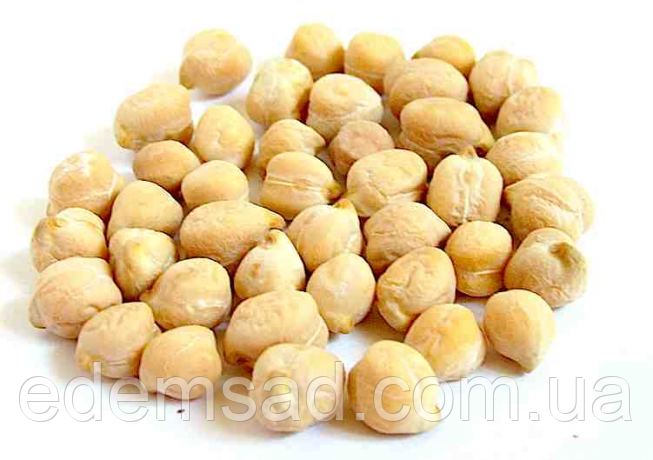 Горох нут, 500г : продажа, цена в Ивано-Франковске. Семена, саженцы и ...