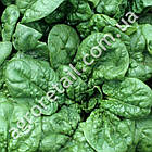 Шпинат Сігма Ліф 20 г Gl Seeds, фото 2