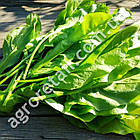 Щавель Широколистий 1 г Gl Seeds, фото 4