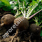 Редька зимова Чорна 3 г GL Seeds, фото 4
