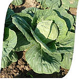 Насіння капусти б/к Рапідіон F1 (2500 нас.) Seminis, фото 3
