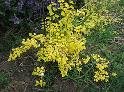 Спіре Ванн Гута "Золотий фонтан" саджанці 1 літні