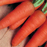 Насіння моркви Шантане Роял, 10 гр., ТМ "ЛедаАгро"