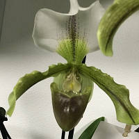 Орхидея Пафиопедилум Американский гибрид,1/2 цветоноса башмачок