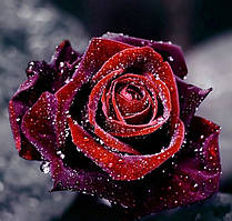 Алмазна вишивка DM-123 Роса на троянді (Алмазная мозаика)
