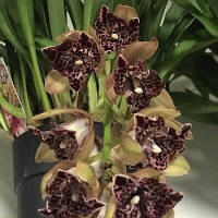 Орхидея Цимбидиум-мини Hot Devon Bird of Paradise 1-10 цветоносов 12/14 горшок D12 цветонос 3