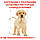 Корм для цуценят ROYAL CANIN LABRADOR PUPPY 12.0 кг, фото 7