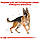 Корм для дорослих собак породи Німецька Вівчарка ROYAL CANIN GERMAN SHEPHERD ADULT 11.0 кг, фото 4