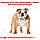 Корм для собак породи Англійський бульдог ROYAL CANIN BULLDOG ADULT 12.0 кг, фото 4