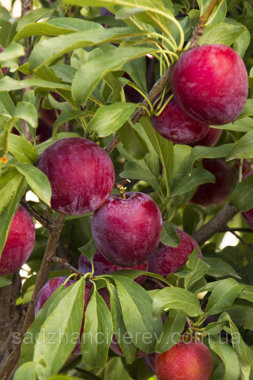 Саджанці слив Санта Роза (Santa Rosa), фото 1