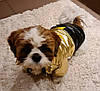 Куртка, пальто для собаки "Хвостатый модник". Одежда для собаки, фото 10