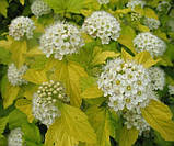 Пухироплідник Лютеус саджанці в горщиках, Physocarpus opulifolius Luteus, фото 3