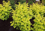 Пухироплідник Лютеус саджанці в горщиках, Physocarpus opulifolius Luteus, фото 5