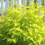 Пухироплідник Лютеус саджанці в горщиках, Physocarpus opulifolius Luteus, фото 7