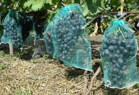 Сітка для захисту винограду 5 кг (28*40 см), 50 шт., зелена