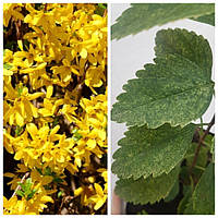 Форзиція варієгатна Ледногора саджанці форзицій в горщиках Forsythia lednogora