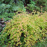 Стефанандра розрізанолистна, Stephanandra incisa, фото 3