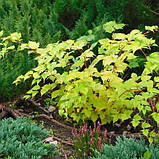 Стефанандра розрізанолистна, Stephanandra incisa, фото 4