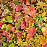 Стефанандра розрізанолистна, Stephanandra incisa, фото 5