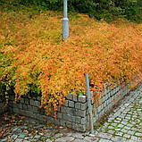 Стефанандра розрізанолистна, Stephanandra incisa, фото 6